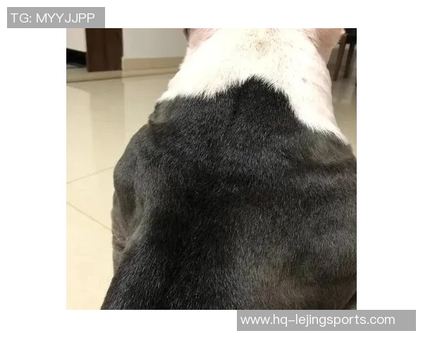 篮球明星们钟爱的宠物狗种类揭秘与养狗心得分享
